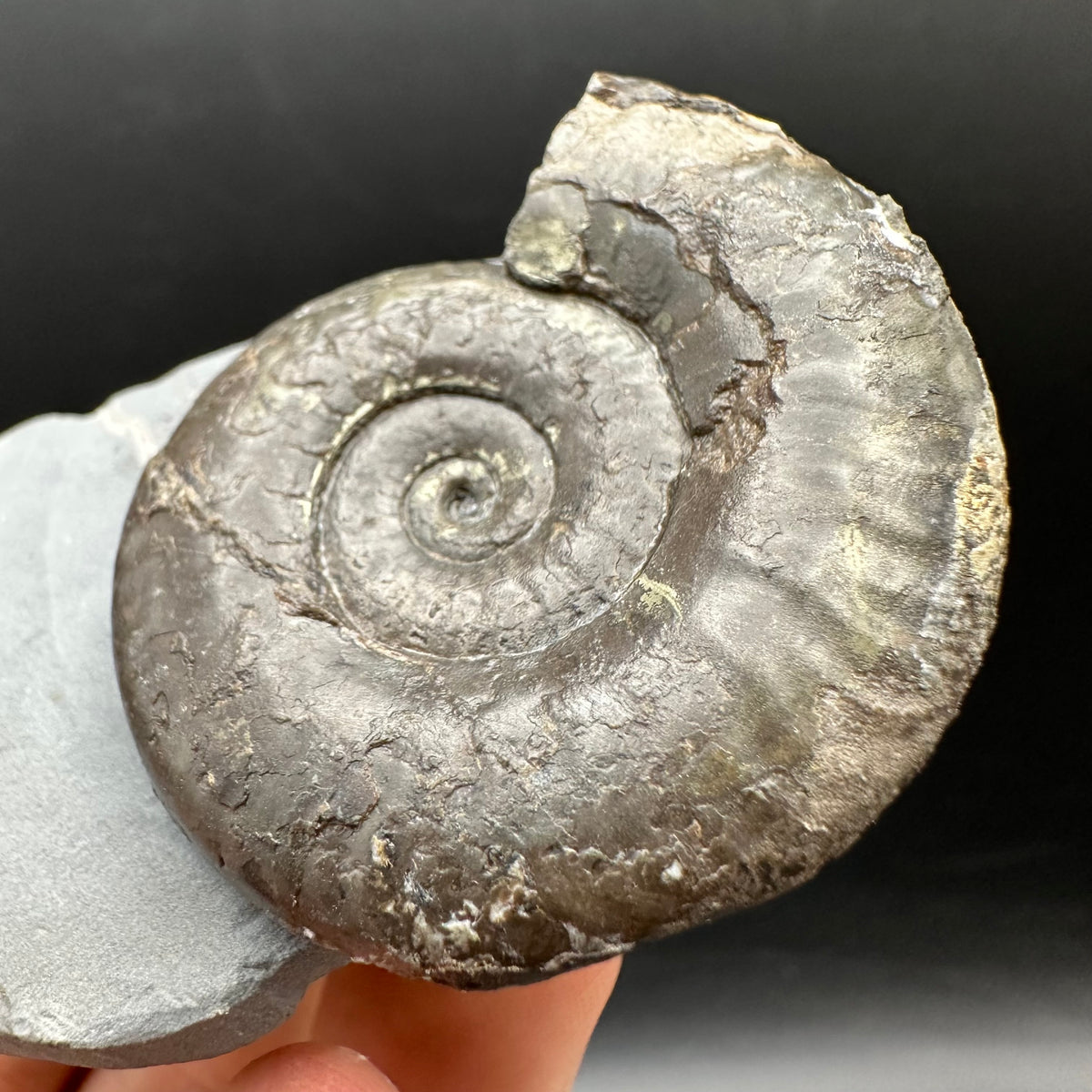 Grammoceras thoaurense Ammonite shell fossil with box and stand - Whitby, North Yorkshire, Yorkshire Fossils from the Jurassic Coast