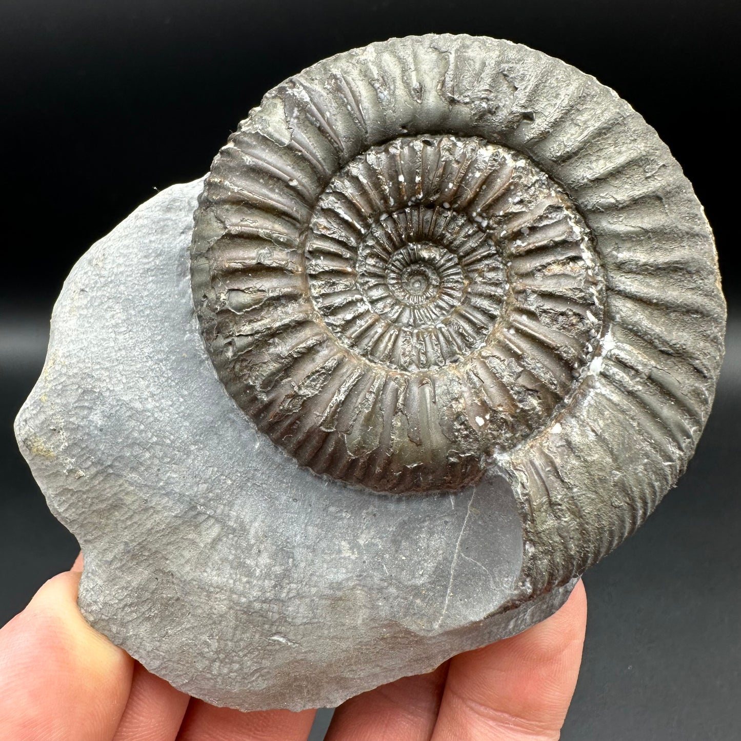 Catacoeloceras Sp. ammonite fossil with box and stand- Whitby, North Yorkshire Jurassic Coast Yorkshire Fossils