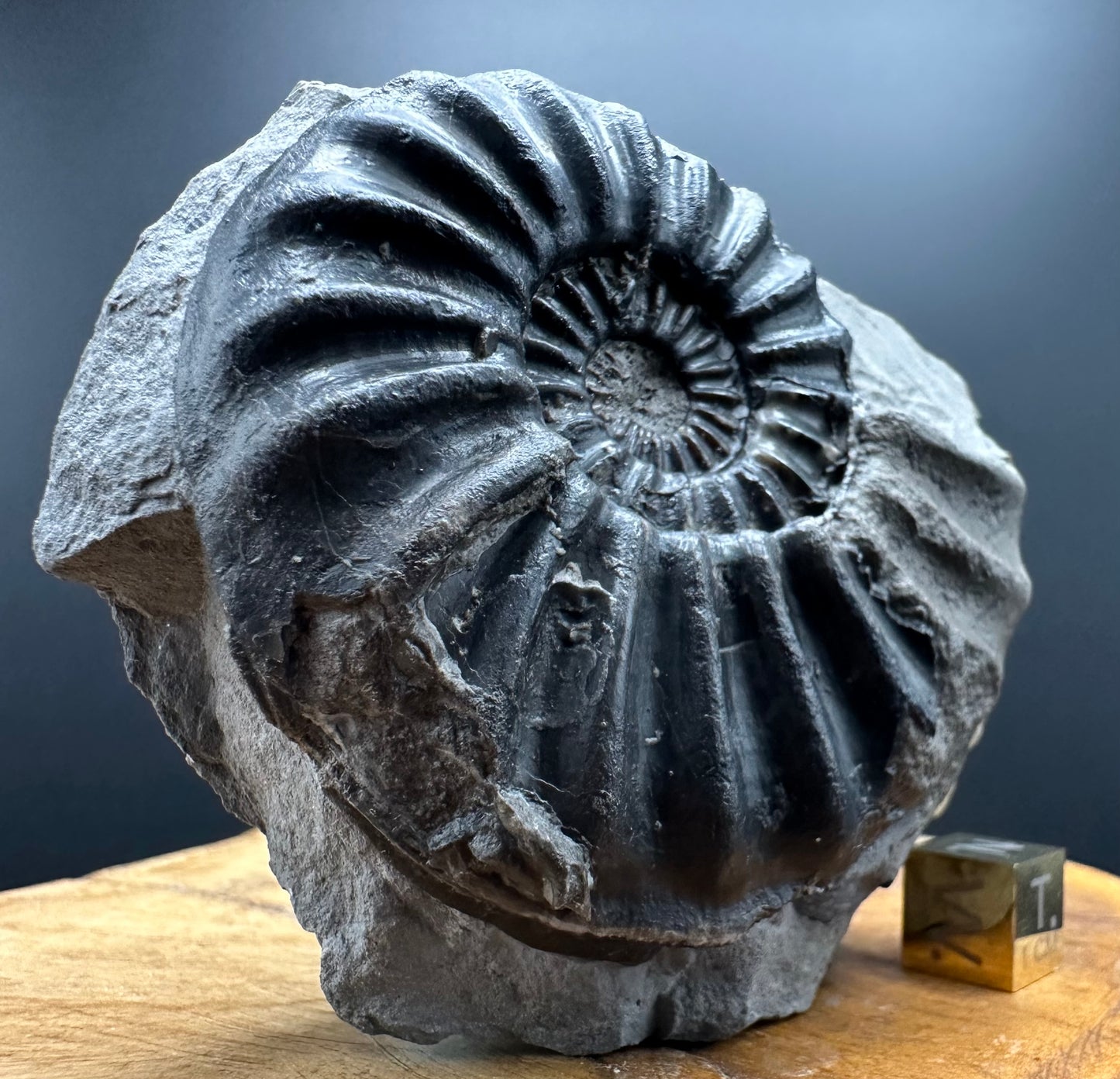 Asteroceras Ammonite fossil with box and stand - Whitby, North Yorkshire Jurassic Coast Yorkshire Fossils