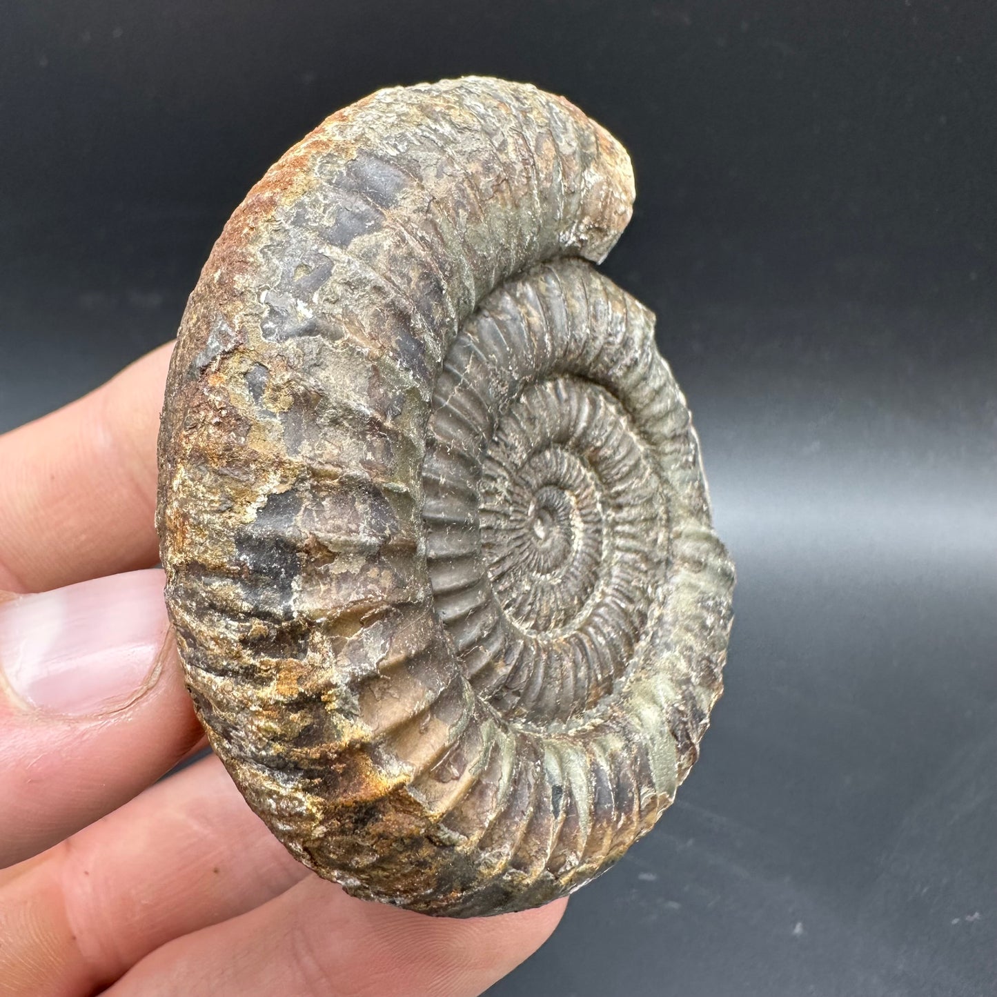 Dactylioceras Ammonite Fossil With box and Stand - Whitby, North Yorkshire Jurassic Coast Yorkshire Fossils
