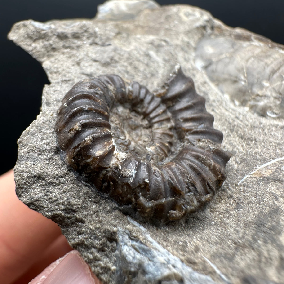 Androgynoceras capricornus Ammonite Fossil With Stand - Whitby, North Yorkshire Jurassic Coast Yorkshire Fossils