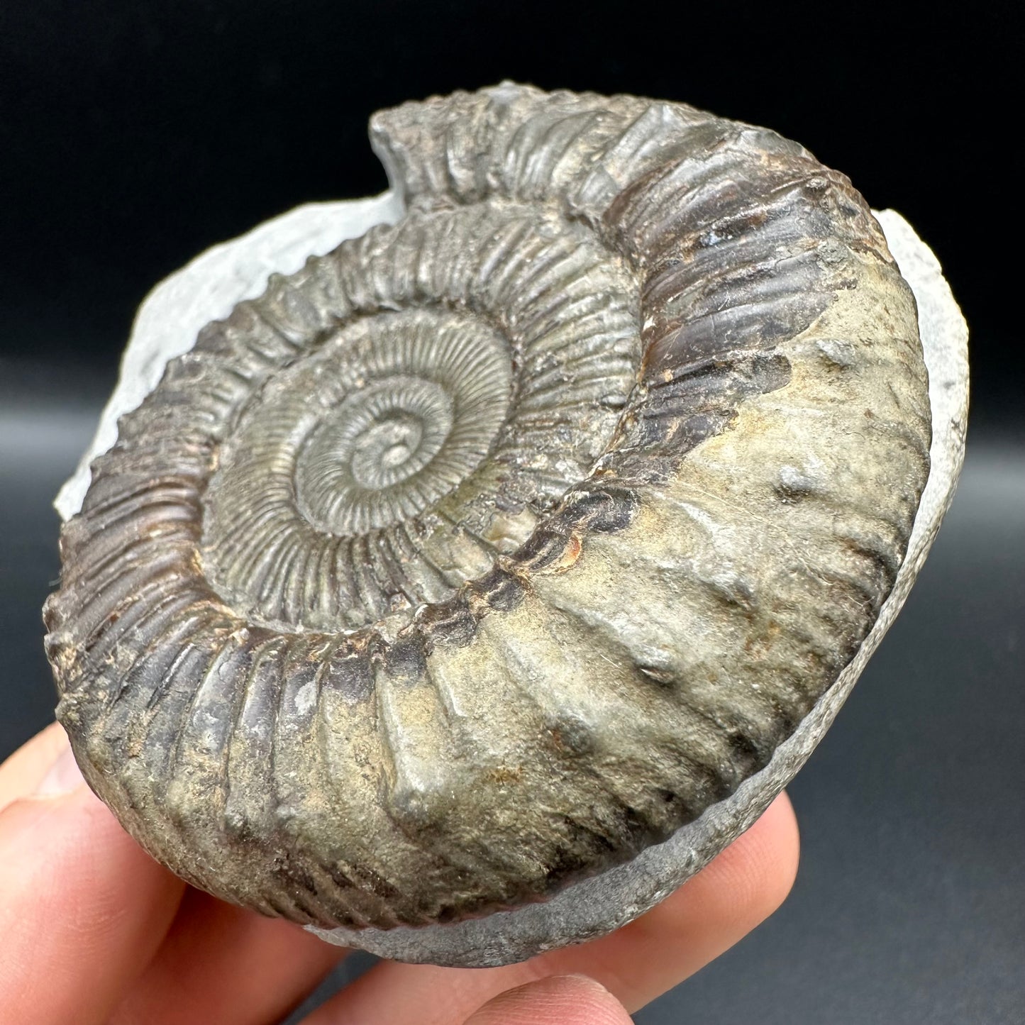 Peronoceras fibulatum Ammonite fossil with box and stand - Whitby, North Yorkshire Jurassic Coast Yorkshire Fossils