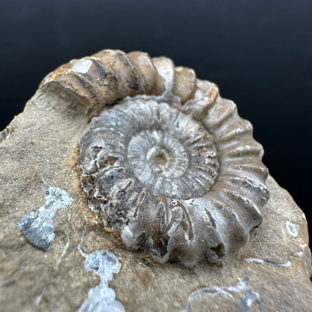 Androgynoceras capricornus Ammonite Fossil With Stand - Whitby, North Yorkshire Jurassic Coast Yorkshire Fossils