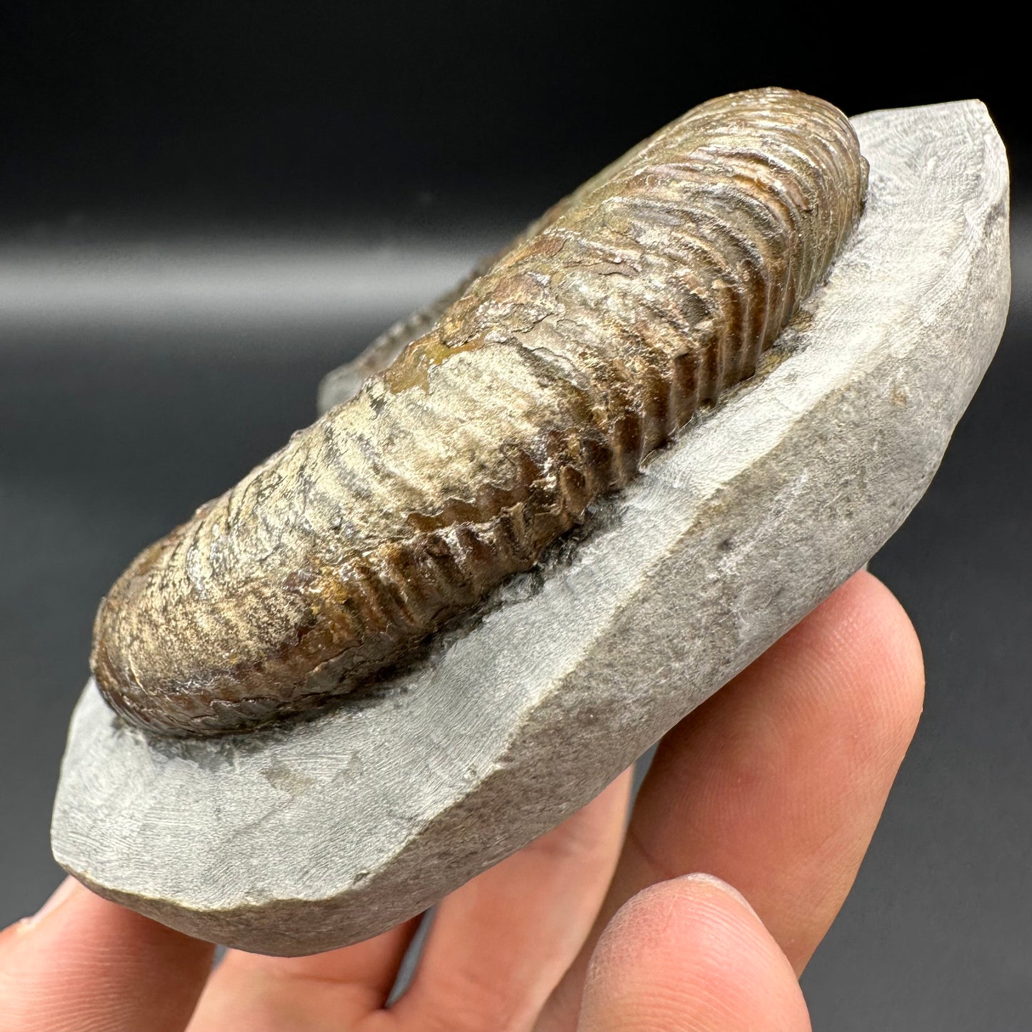 Dactylioceras Ammonite Fossil With Box And Stand - Whitby, North Yorkshire Jurassic Coast Yorkshire Fossils