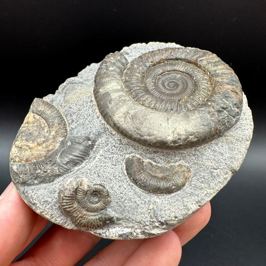 Dactylioceras Ammonite Fossil With Box And Stand - Whitby, North Yorkshire Jurassic Coast Yorkshire Fossils