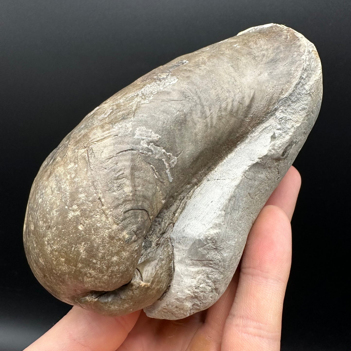 Shell fossil with stand - Whitby, North Yorkshire, Jurassic Coast, Yorkshire Fossils