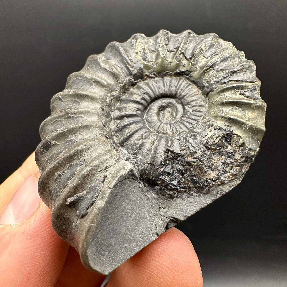 Aegasteroceras sagittarium ammonite fossil with box and stand - Whitby, North Yorkshire Jurassic Coast Yorkshire Fossils