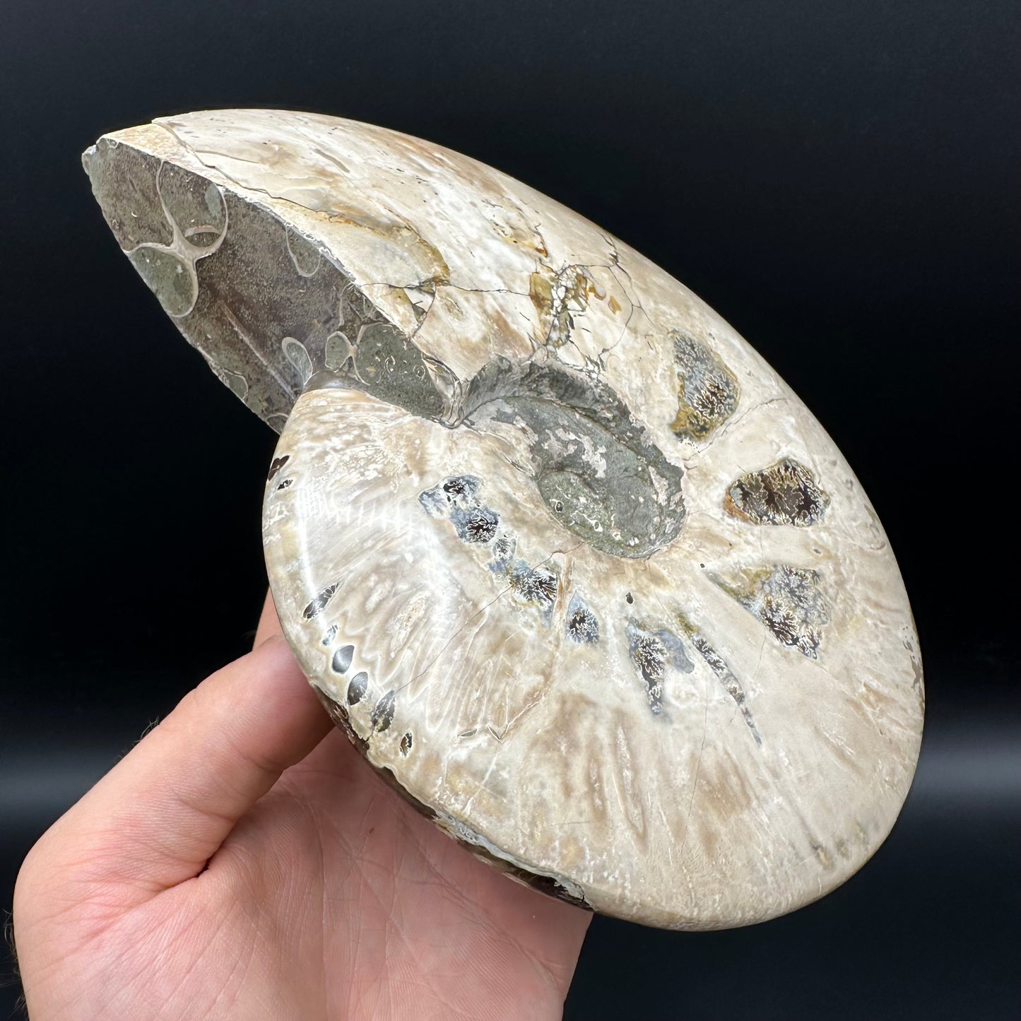 Cleoniceras Ammonite Fossil With Stand - Cretaceous Ammonite Madagascar