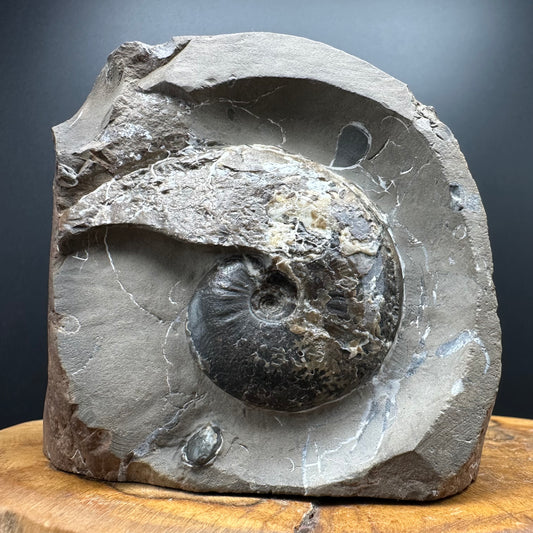 Amauroceras sp. ammonite fossil with stand - Whitby, North Yorkshire, Jurassic Coast, Yorkshire Fossils