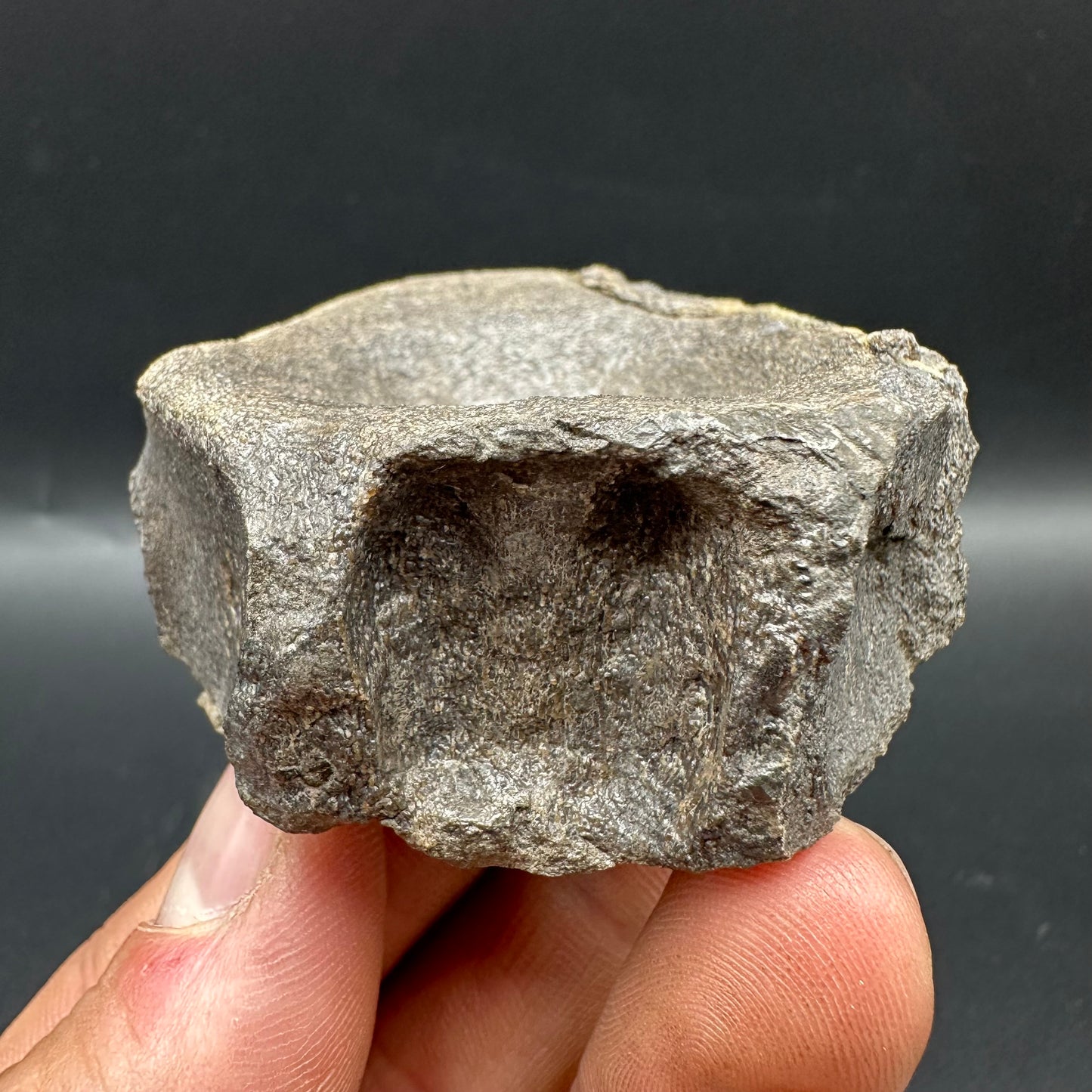 Ichthyosaur Vertebra fossil with box and stand - Whitby, North Yorkshire Jurassic Coast, Yorkshire fossils found on the Jurassic Coast