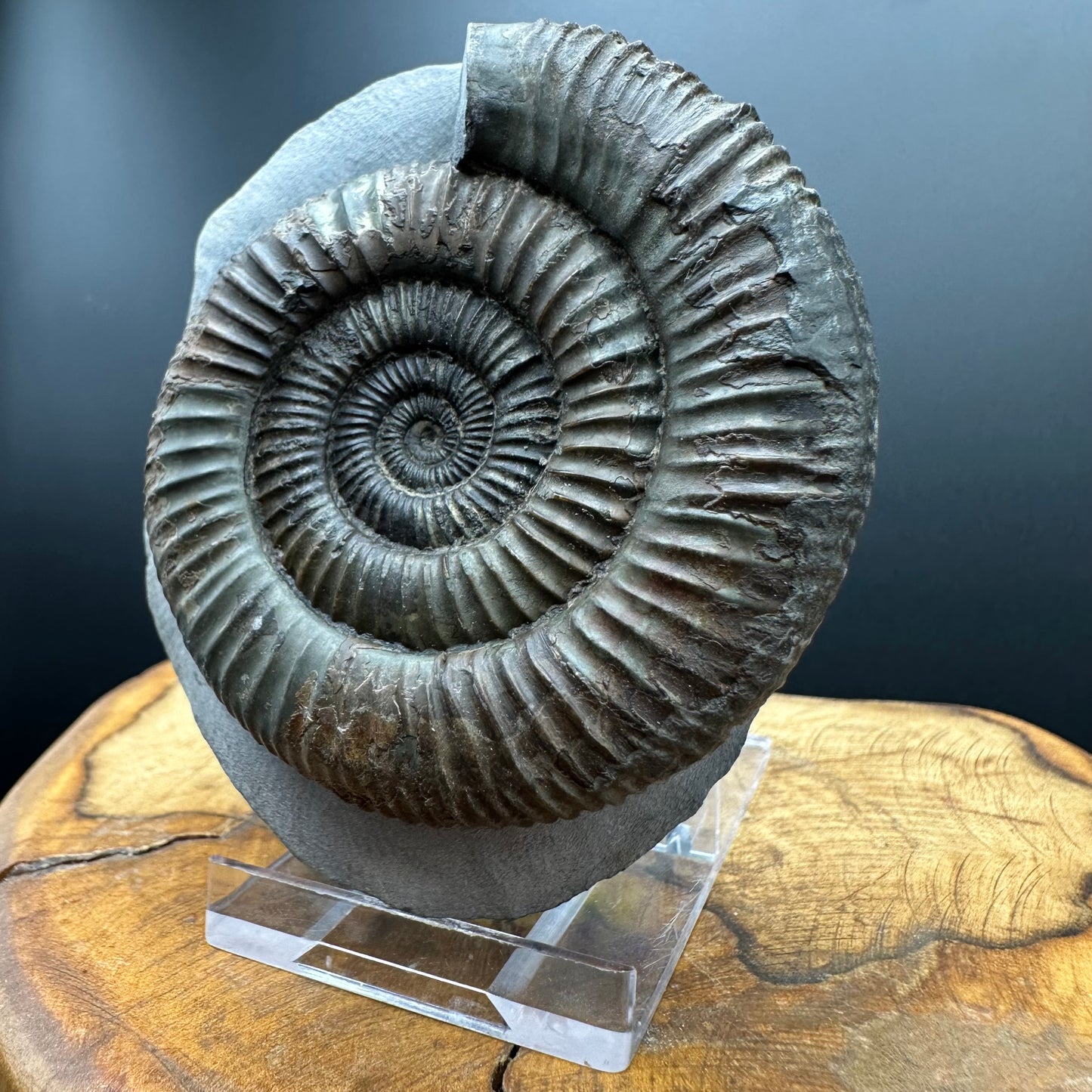 Dactylioceras Ammonite Fossil With box and Stand - Whitby, North Yorkshire Jurassic Coast Yorkshire Fossils
