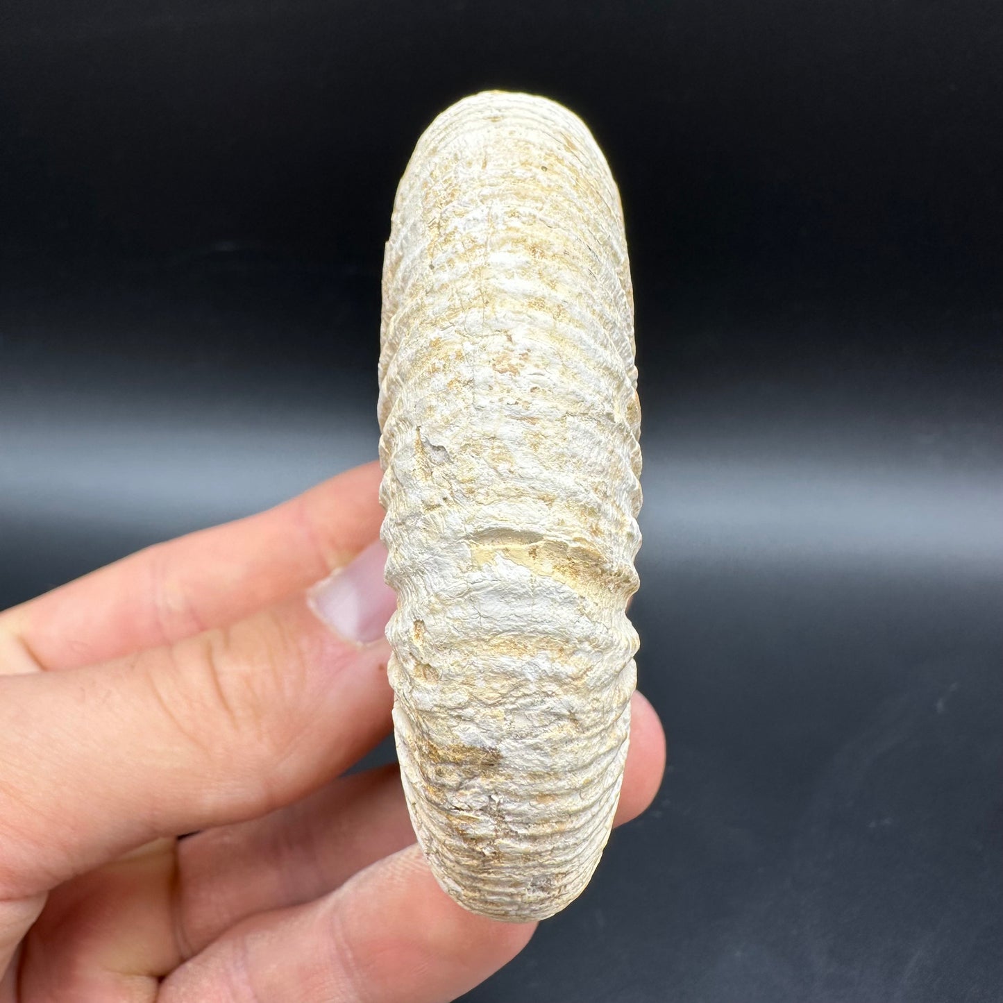 Dichotomosphinctes Ammonite Fossil With Box And Stand - Middle Jurassic Ammonite Madagascar