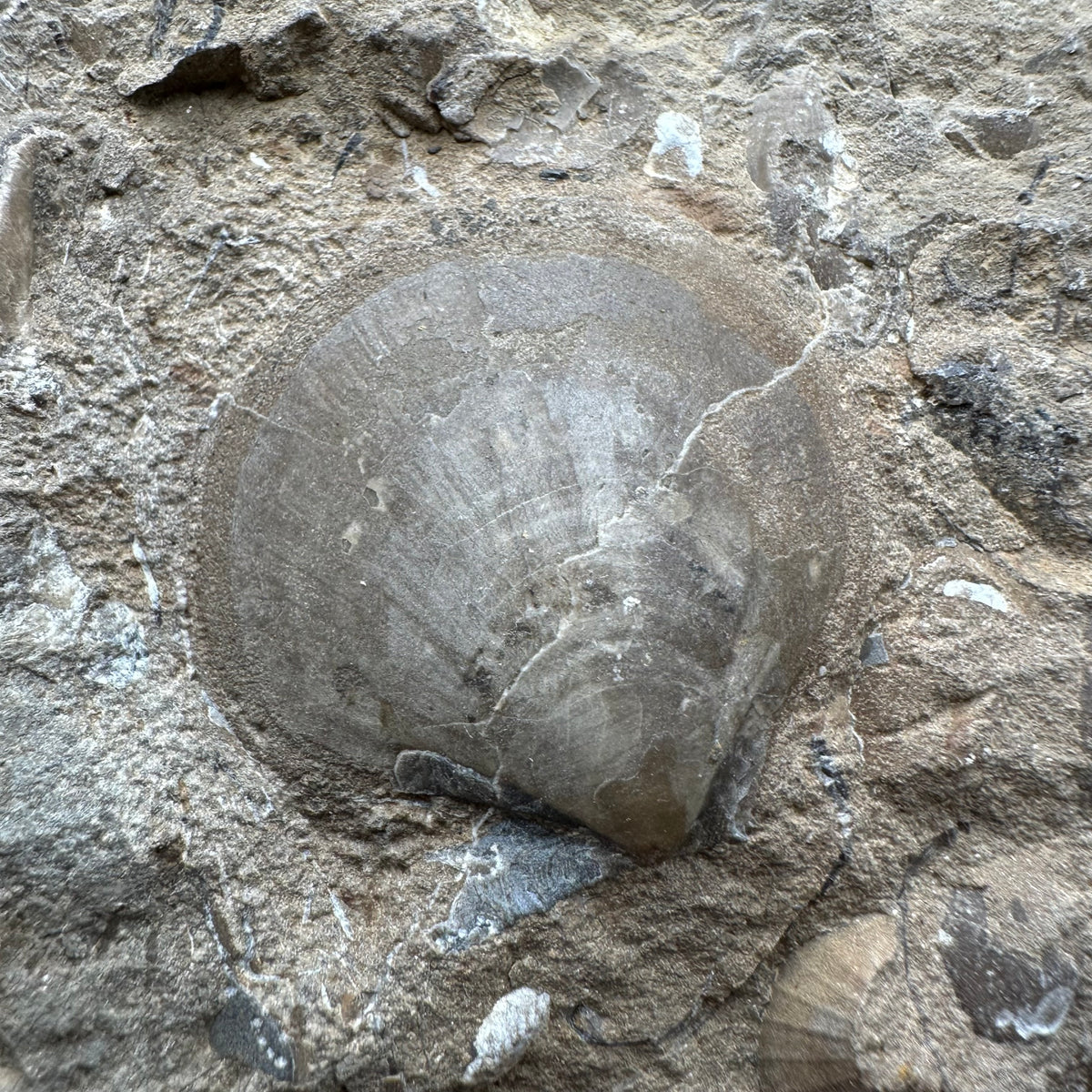 Shell fossil with stand - Whitby, North Yorkshire, Jurassic Coast, Yorkshire Fossils