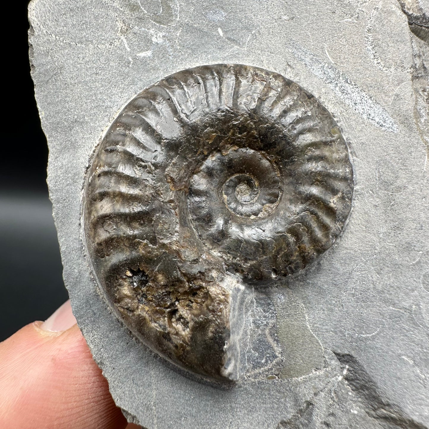 Grammoceras thoaurense Ammonite shell fossil - Whitby, North Yorkshire, Yorkshire Fossils from the Jurassic Coast