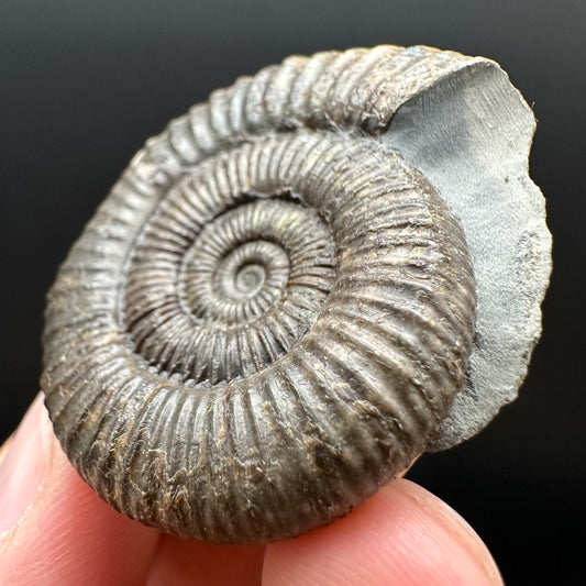 Dactylioceras Ammonite Fossil Gift Set - Whitby, North Yorkshire Jurassic Coast Yorkshire Fossils