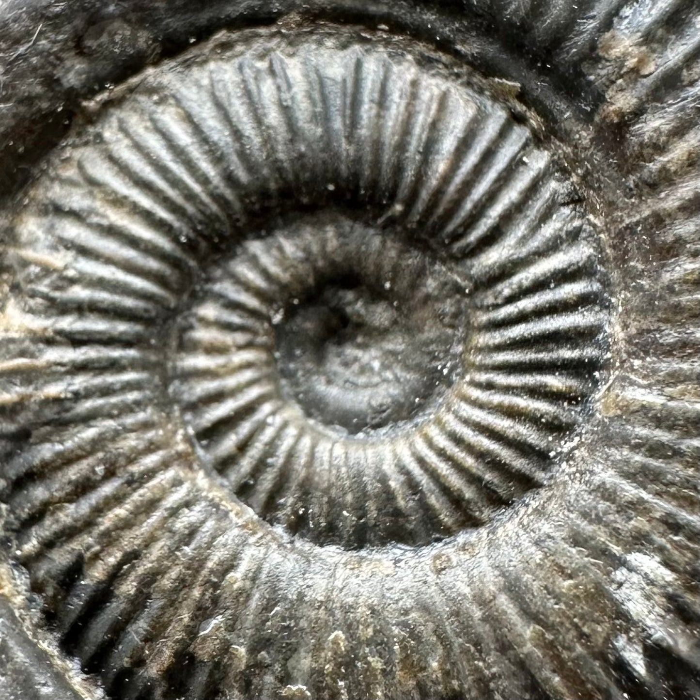 Dactylioceras Ammonite Fossil With box and Stand - Whitby, North Yorkshire Jurassic Coast Yorkshire Fossils