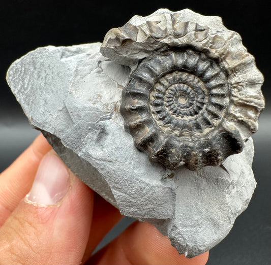 Gagaticeras Ammonite fossil with box and stand - Whitby, North Yorkshire Jurassic Coast Yorkshire Fossils