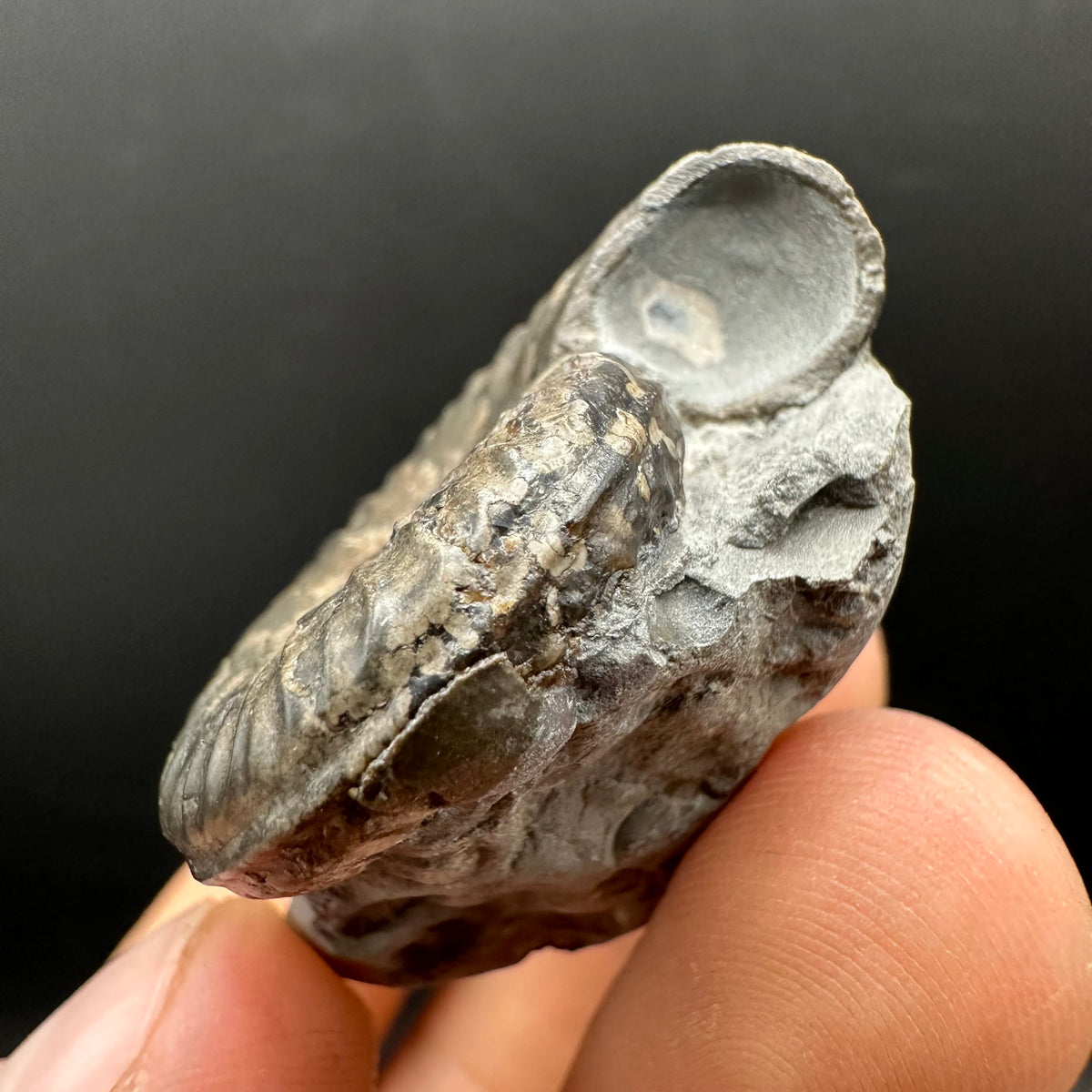 Grammoceras thoaurense Ammonite shell fossil with box and stand - Whitby, North Yorkshire, Yorkshire Fossils from the Jurassic Coast
