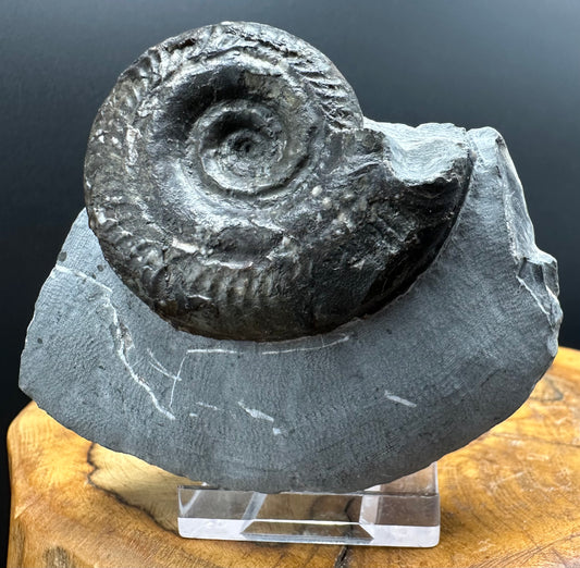 Hildoceras Bifrons Ammonite fossil with box and stand - Whitby, North Yorkshire Jurassic Coast, Yorkshire Fossils from the Jurassic Coast