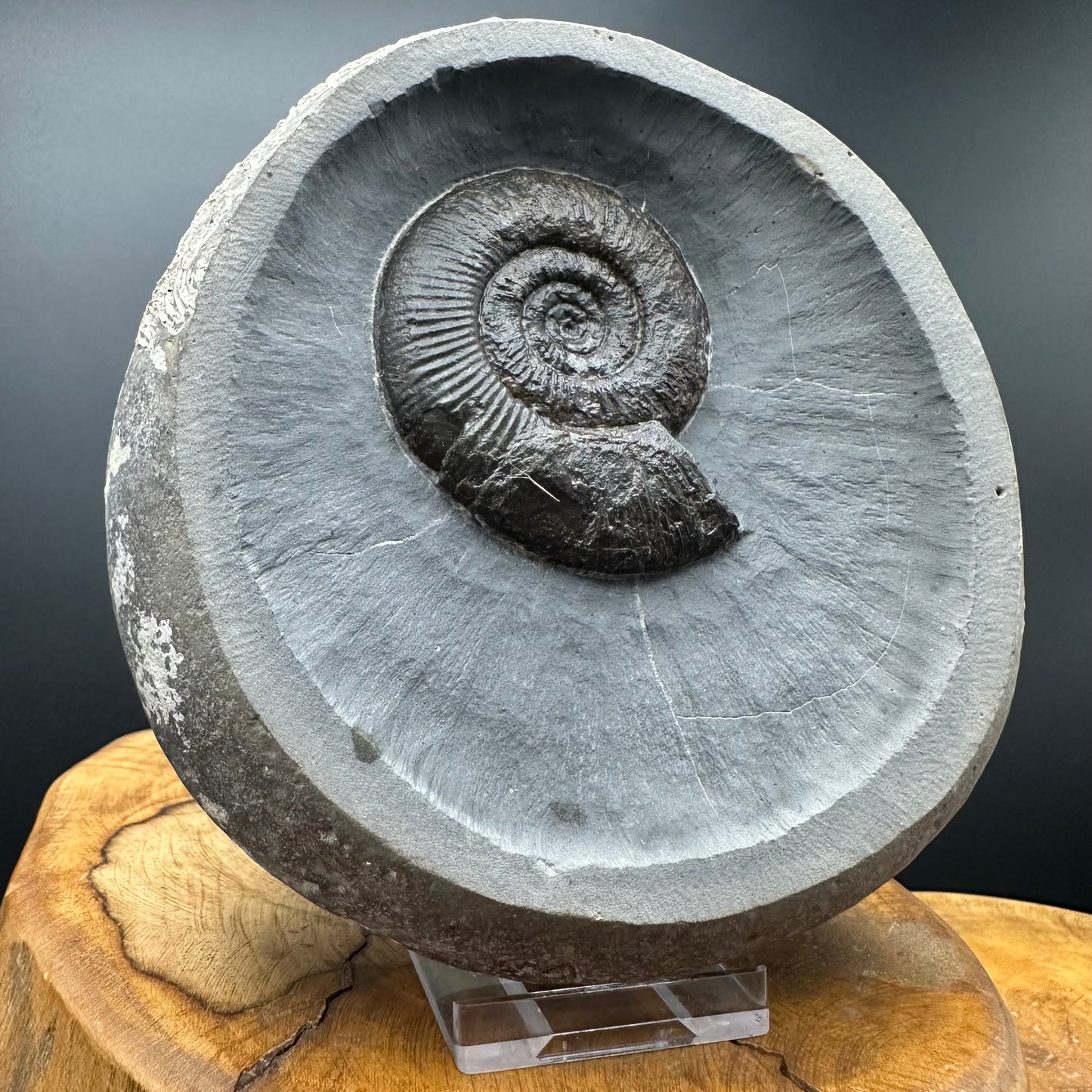 Dactylioceras semicelatum Ammonite Fossil With Stand- Whitby, North Yorkshire Jurassic Coast Yorkshire Fossils