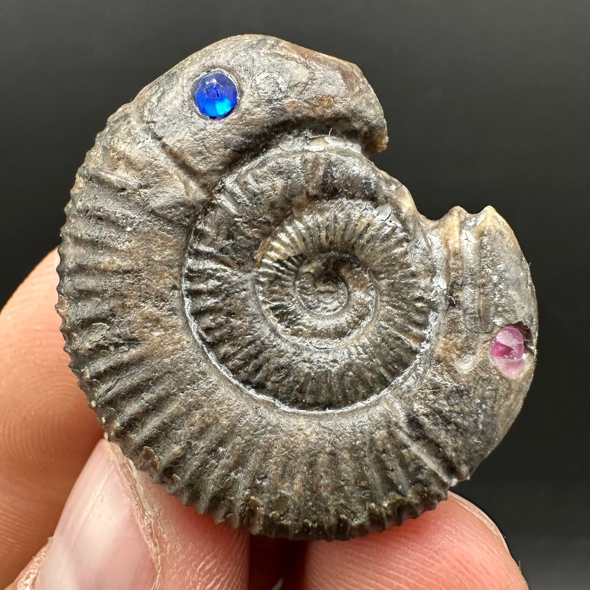 Hydra Snakestone Ammonite Fossil With Bag/Box And Stand - Whitby, North Yorkshire Jurassic Coast Yorkshire Fossils