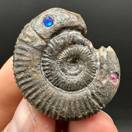 Hydra Snakestone Ammonite Fossil With Bag/Box And Stand - Whitby, North Yorkshire Jurassic Coast Yorkshire Fossils