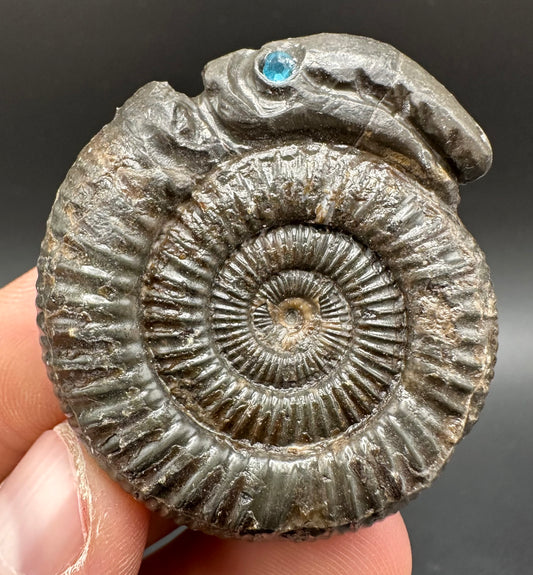 Snakestone Ammonite Fossil With Bag/Box And Stand - Whitby, North Yorkshire Jurassic Coast Yorkshire Fossils