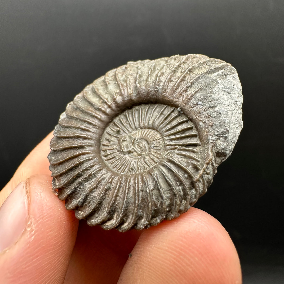 Schlothemia sp. ammonite fossil with box and stand - Whitby, North Yorkshire Jurassic Coast, Yorkshire fossils