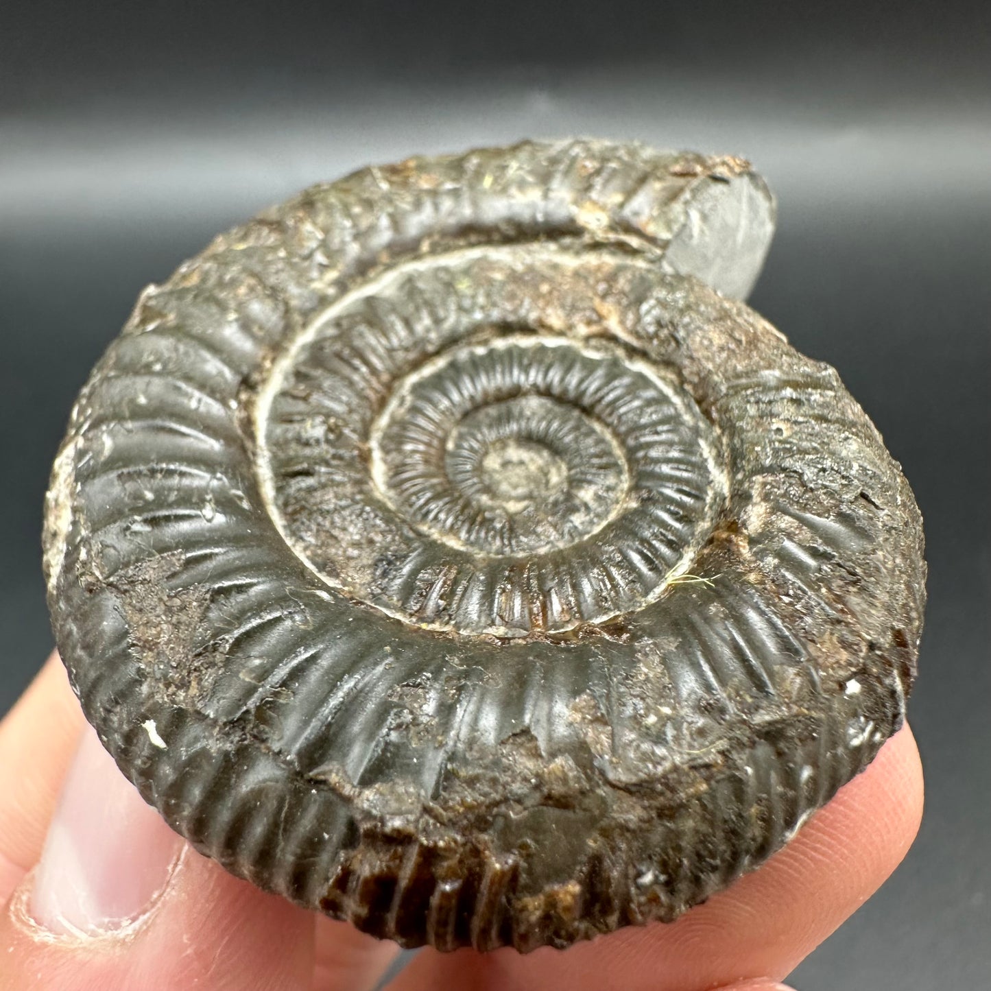 Dactylioceras Ammonite Fossil With Box And Stand - Whitby, North Yorkshire Jurassic Coast Yorkshire Fossils