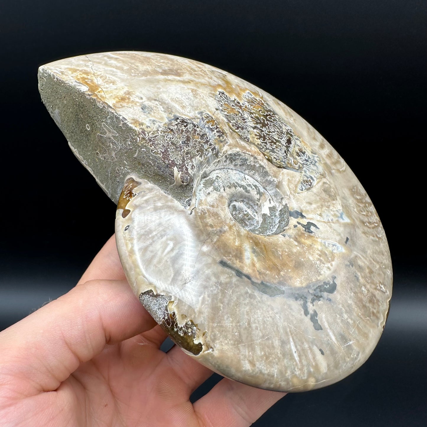 Cleoniceras Ammonite Fossil With Stand - Cretaceous Ammonite Madagascar