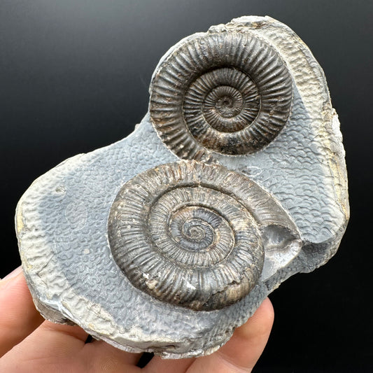 Dactylioceras Ammonite Fossil With Stand - Whitby, North Yorkshire Jurassic Coast Yorkshire Fossils