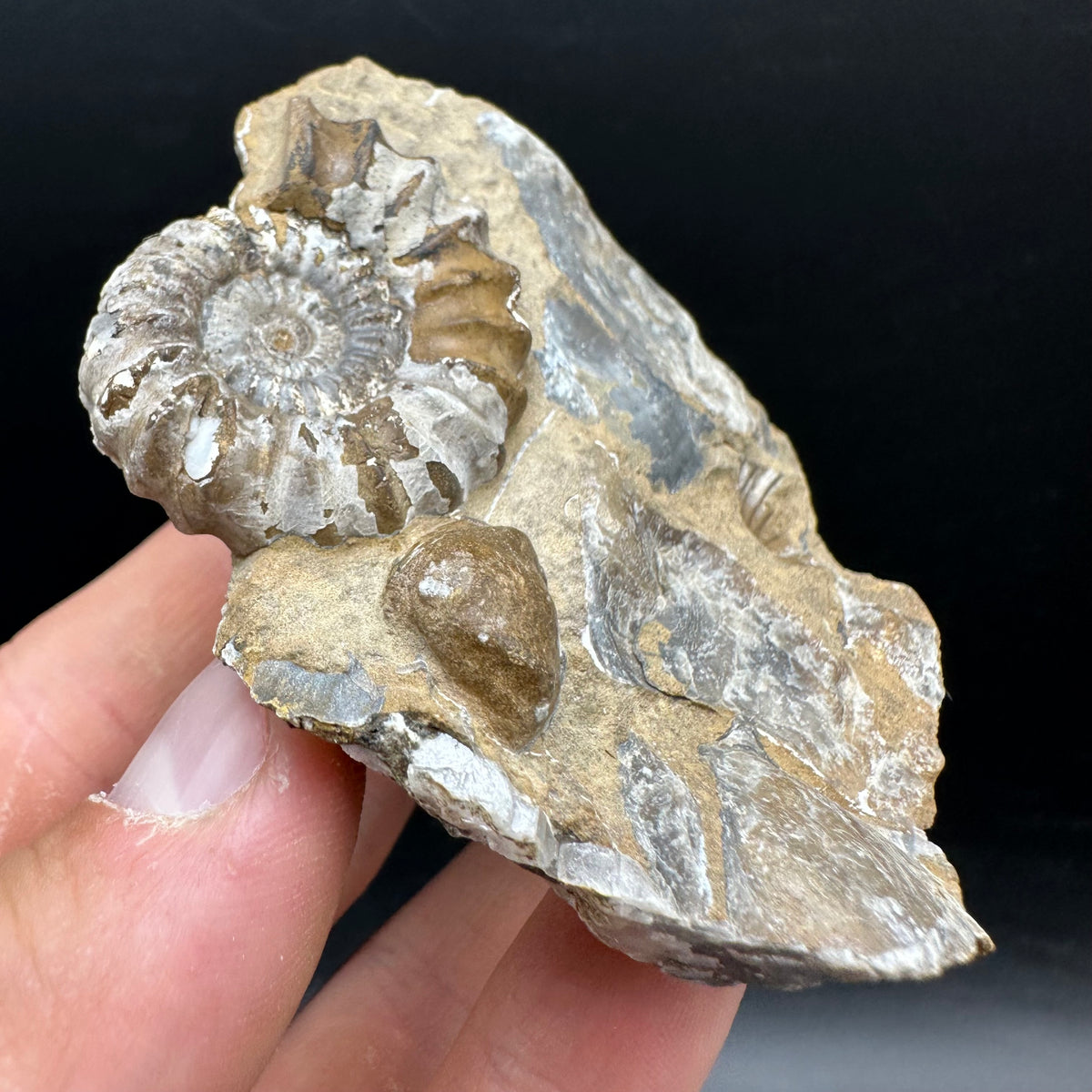 Androgynoceras capricornus Ammonite Fossil With Stand - Whitby, North Yorkshire Jurassic Coast Yorkshire Fossils