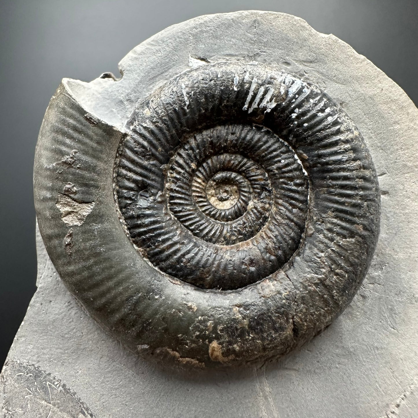 Dactylioceras tenuicostatum Ammonite fossil with box and stand - Whitby, North Yorkshire Jurassic Coast