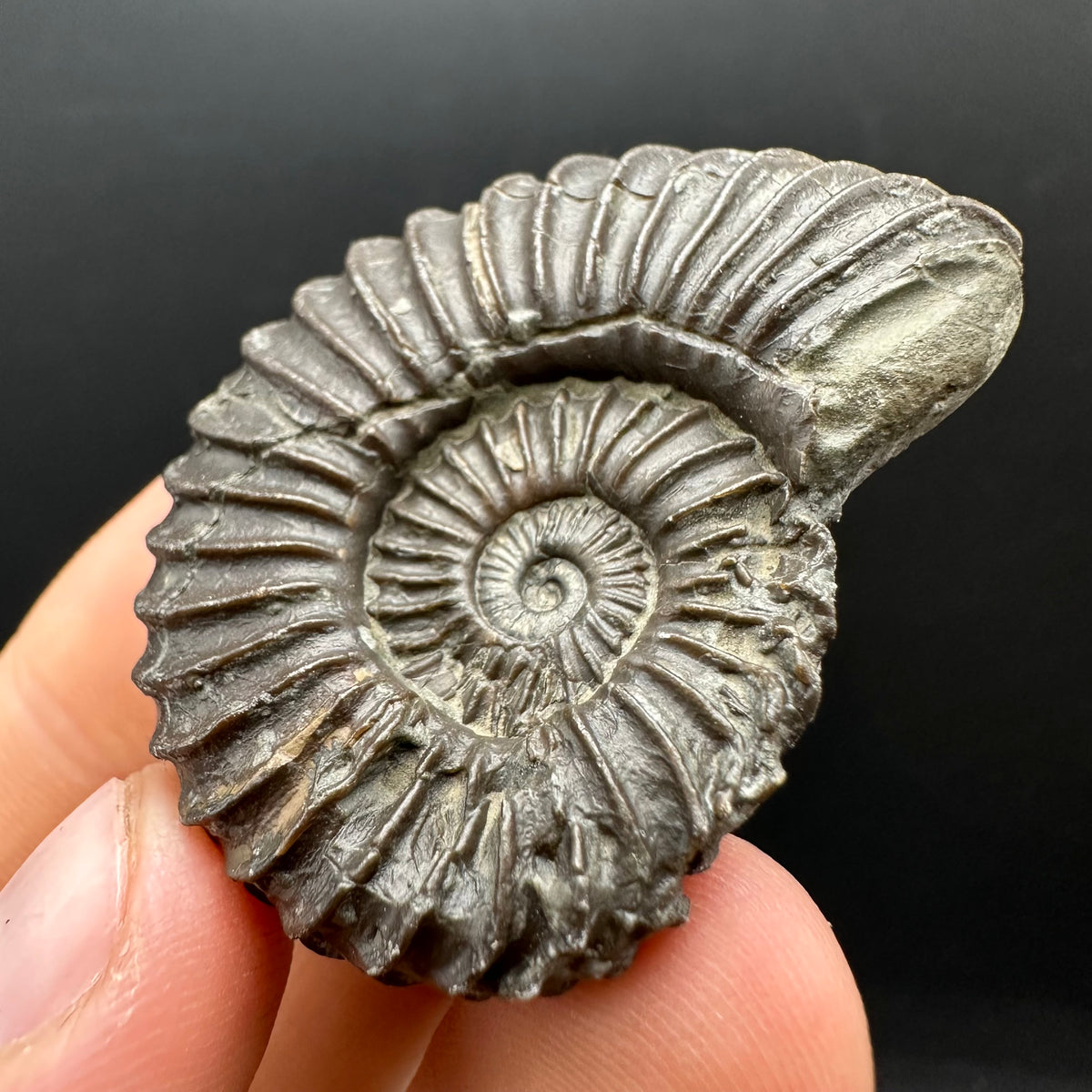 Schlothemia sp. ammonite fossil with box and stand - Whitby, North Yorkshire Jurassic Coast, Yorkshire fossils