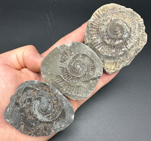 Dactylioceras imprint (negative) bundle ammonite shell fossil with box - Whitby, North Yorkshire, Yorkshire Fossils