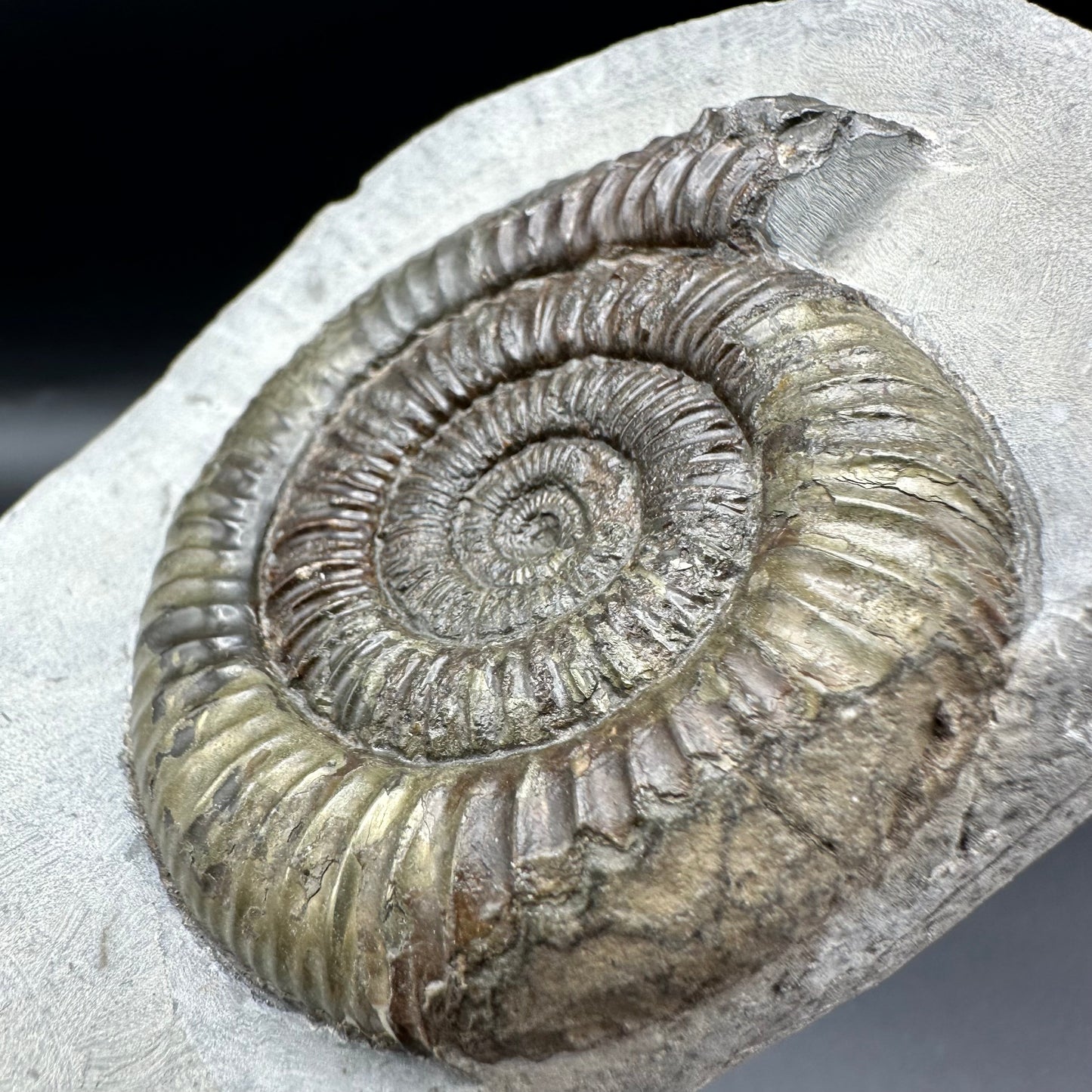 Dactylioceras Ammonite Fossil - Whitby, North Yorkshire Jurassic Coast Yorkshire Fossils