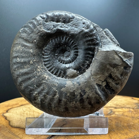 Grammoceras thoaurense Ammonite shell fossil with box and stand - Whitby, North Yorkshire, Yorkshire Fossils from the Jurassic Coast