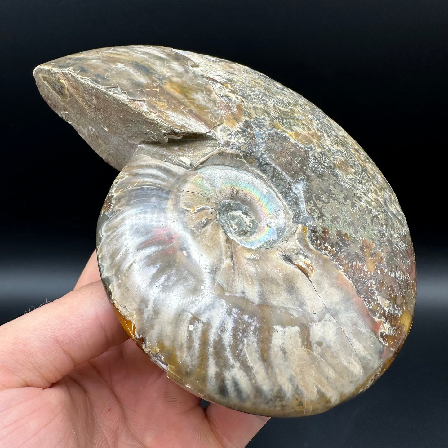 Cleoniceras Ammonite Fossil With Stand - Cretaceous Ammonite Madagascar