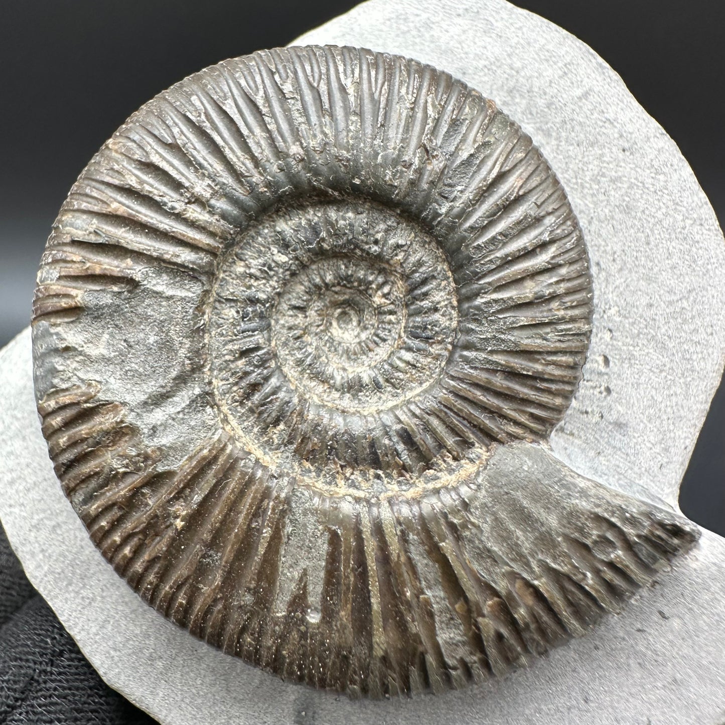 Dactylioceras semicelatum Ammonite fossil with box and stand - Whitby, North Yorkshire Jurassic Coast Yorkshire Fossils