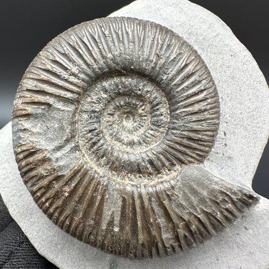 Dactylioceras semicelatum Ammonite fossil with box and stand - Whitby, North Yorkshire Jurassic Coast Yorkshire Fossils
