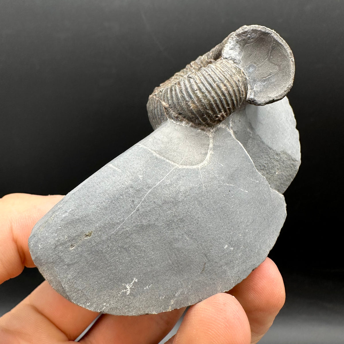 Nodicoeloceras Sp. Ammonite Fossil With Box And Stand - Whitby, North Yorkshire Jurassic Coast Yorkshire Fossils