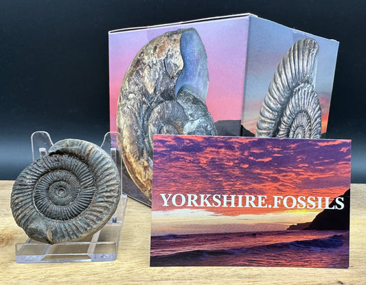 Dactylioceras Ammonite Fossil With box and Stand - Whitby, North Yorkshire Jurassic Coast Yorkshire Fossils