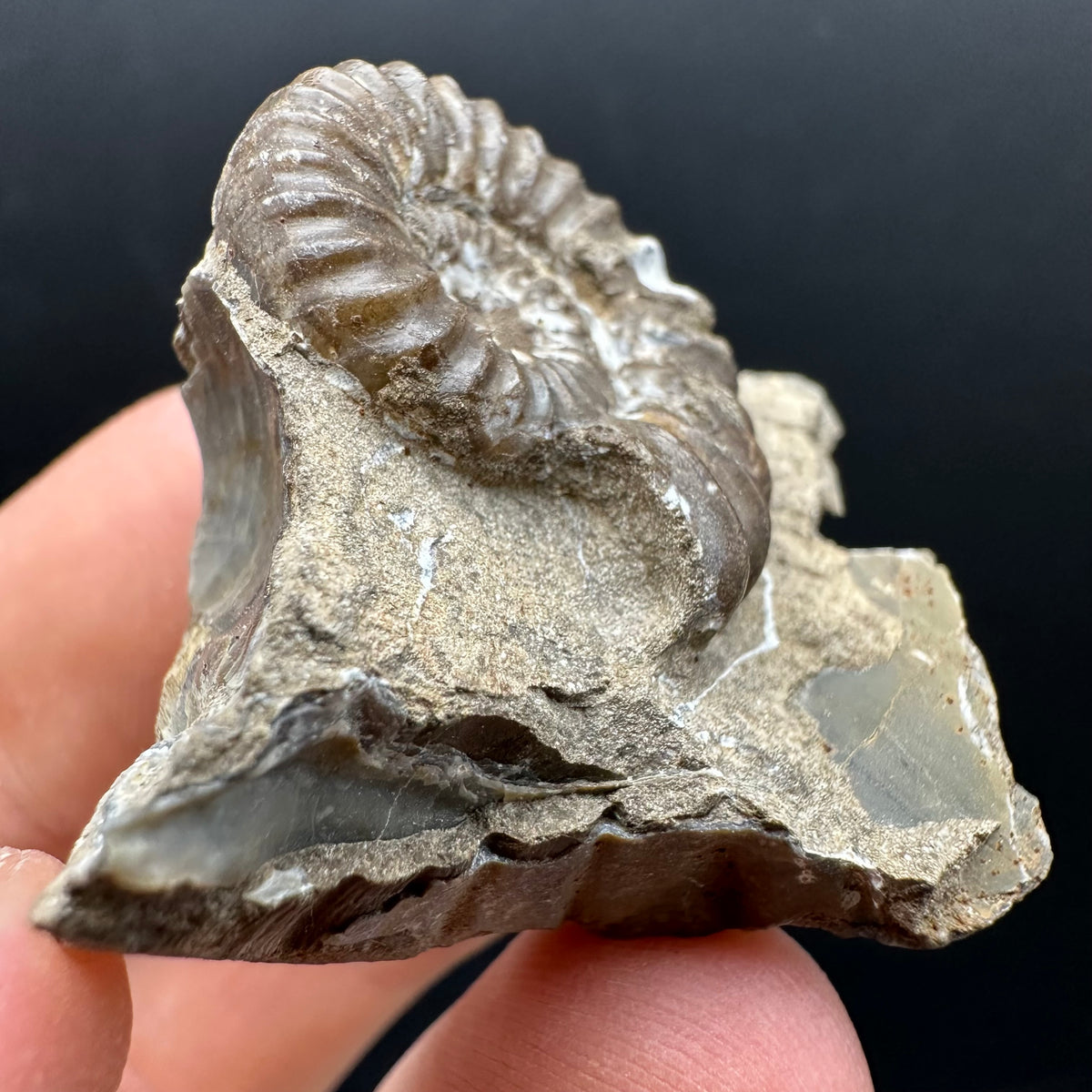 Androgynoceras capricornus Ammonite Fossil With Stand - Whitby, North Yorkshire Jurassic Coast Yorkshire Fossils