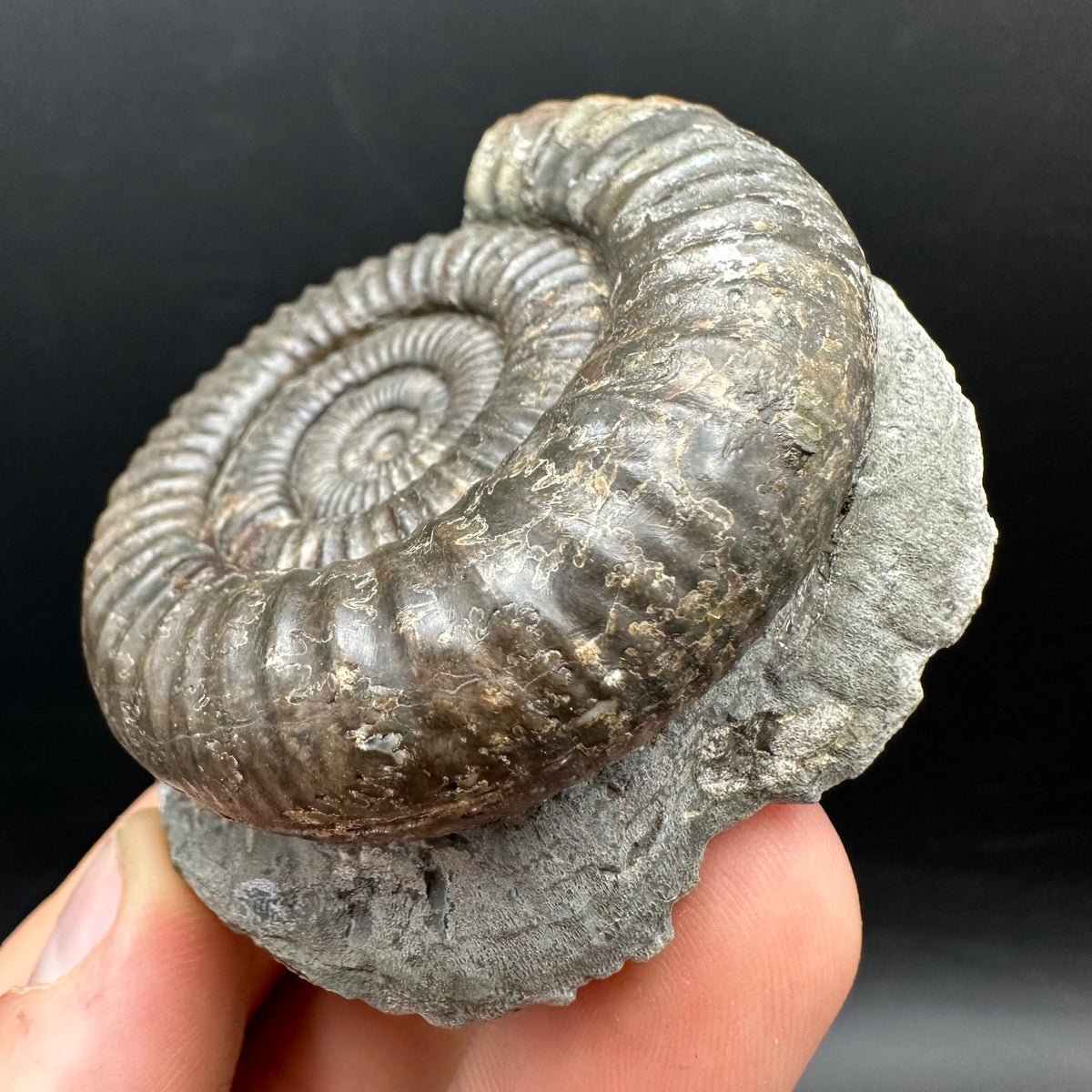 Dactylioceras Ammonite Fossil With box and Stand - Whitby, North Yorkshire Jurassic Coast Yorkshire Fossils
