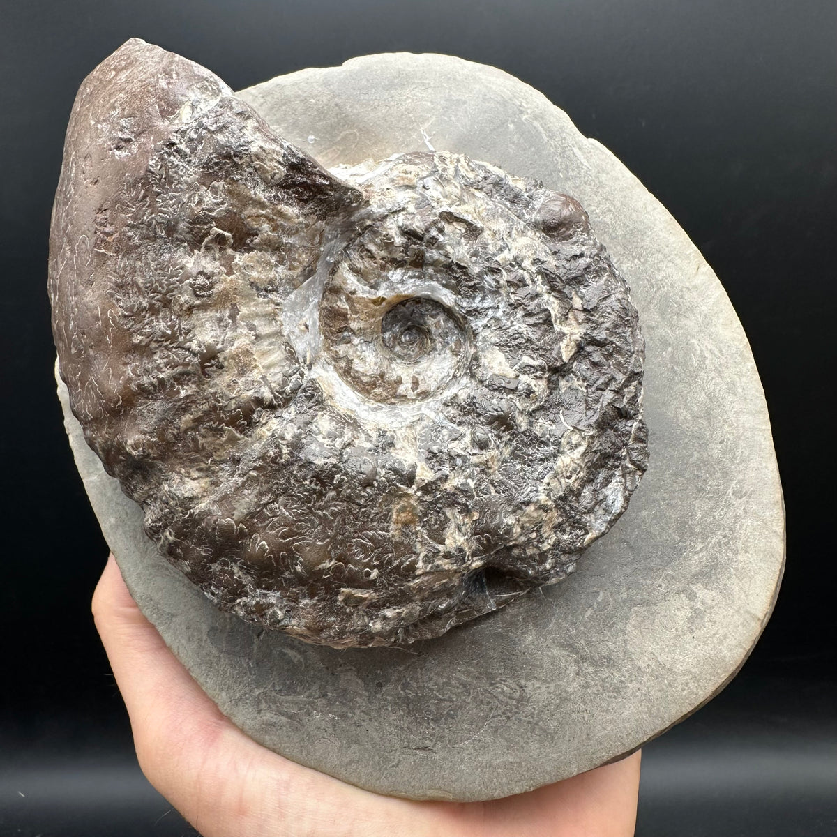 Liparoceras ammonite fossil stand - Whitby, North Yorkshire Jurassic Coast Yorkshire Fossils