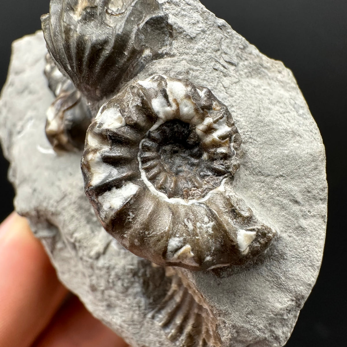 Androgynoceras maculatum ammonite fossil with box and stand - Whitby, North Yorkshire Jurassic Coast Yorkshire Fossils