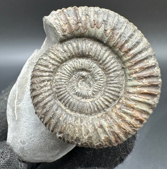 Dactylioceras Ammonite Fossil With Box And Stand - Whitby, North Yorkshire Jurassic Coast Yorkshire Fossils