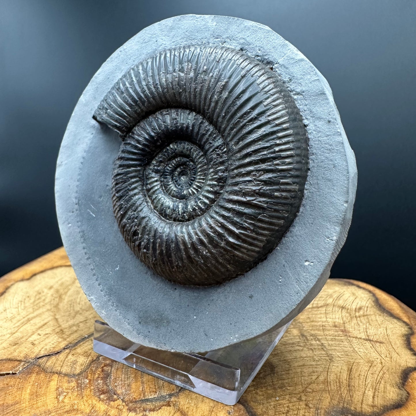 Dactylioceras semicelatum Ammonite fossil with stand - Whitby, North Yorkshire Jurassic Coast Yorkshire Fossils