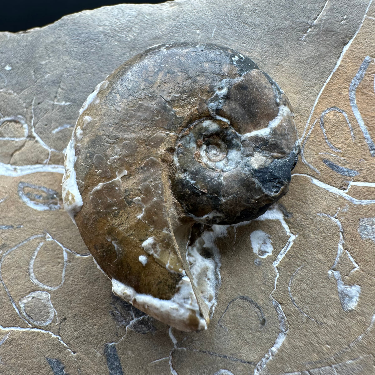 Amaltheus striatus ammonite fossil with box and stand - Whitby, North Yorkshire Jurassic Coast Yorkshire Fossils