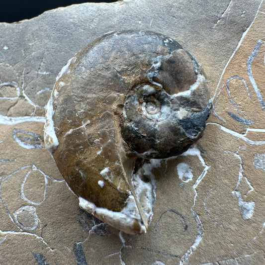 Amaltheus striatus ammonite fossil with box and stand - Whitby, North Yorkshire Jurassic Coast Yorkshire Fossils